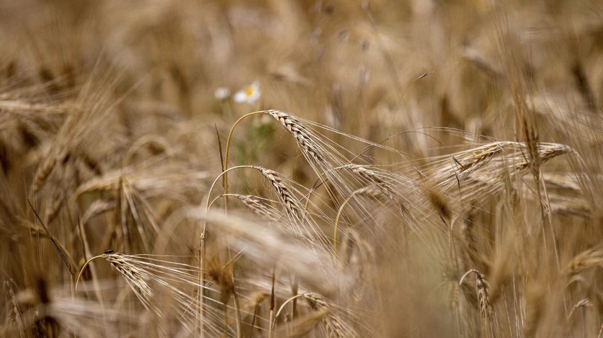 Rusko pohřbilo obilnou dohodu. Ceny pšenice budou pod tlakem